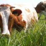 gezondheid intensieve veehouderij