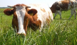 definitie grondgebonden veehouderij