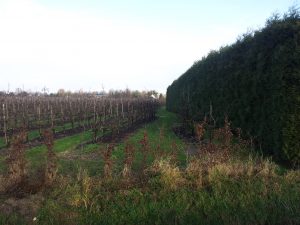 windsingel fruitboomgaarden