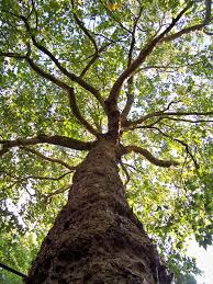 waardevolle bomen