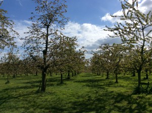 landschappelijke inpassing